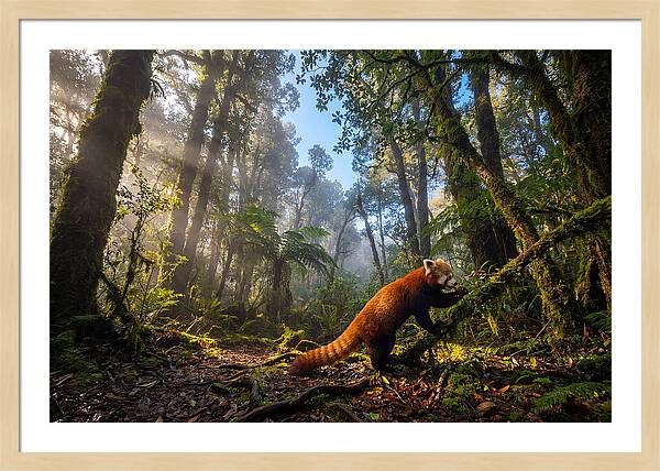 Foraging Red Panda In Misty Forest