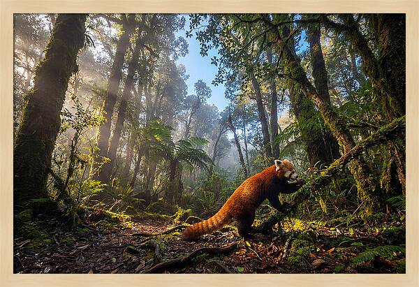 Foraging Red Panda In Misty Forest