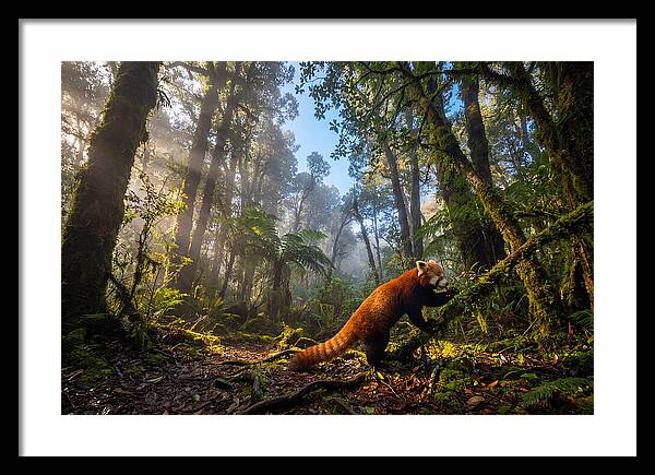 Foraging Red Panda In Misty Forest