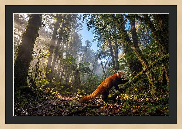 Foraging Red Panda In Misty Forest
