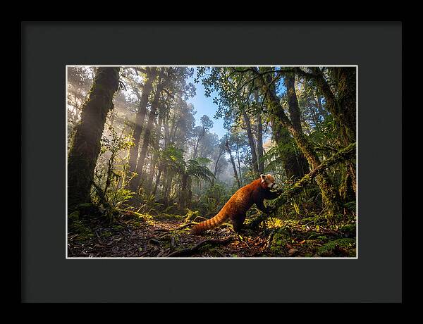 Foraging Red Panda In Misty Forest