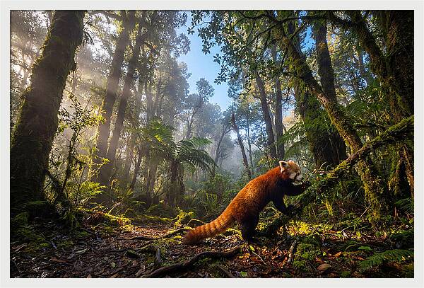 Foraging Red Panda In Misty Forest