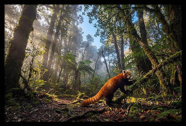 Foraging Red Panda In Misty Forest