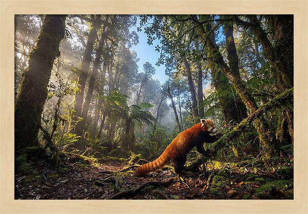 Foraging Red Panda In Misty Forest