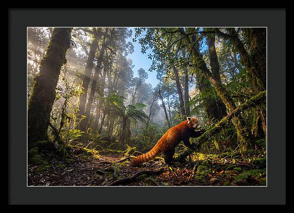 Foraging Red Panda In Misty Forest