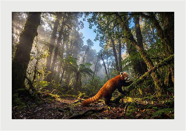 Foraging Red Panda In Misty Forest