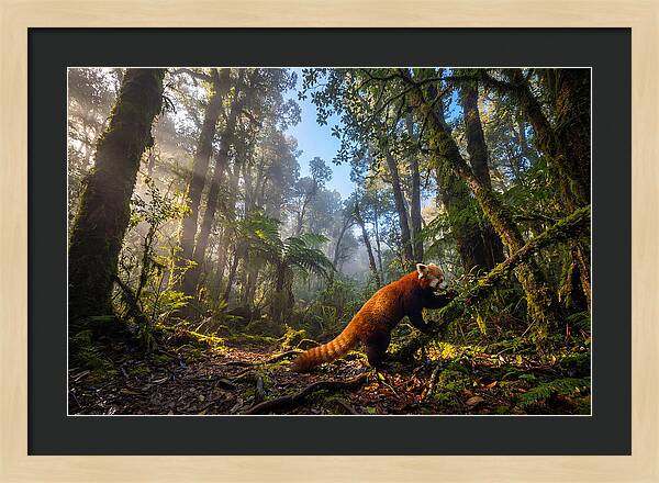 Foraging Red Panda In Misty Forest