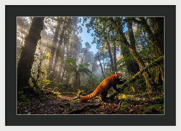 Foraging Red Panda In Misty Forest