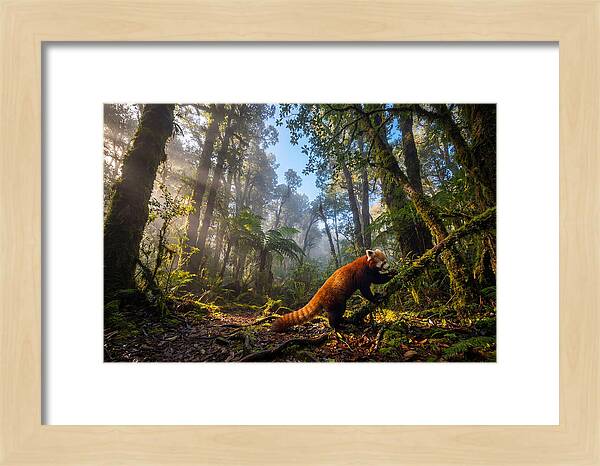 Foraging Red Panda In Misty Forest