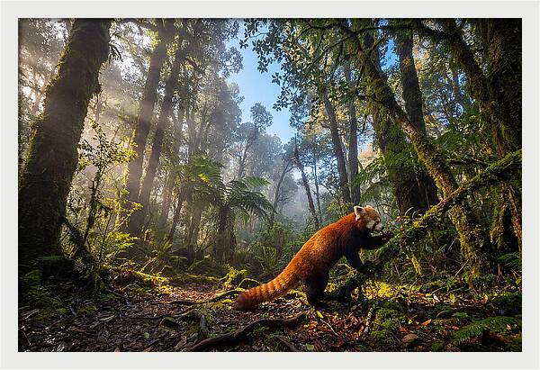 Foraging Red Panda In Misty Forest