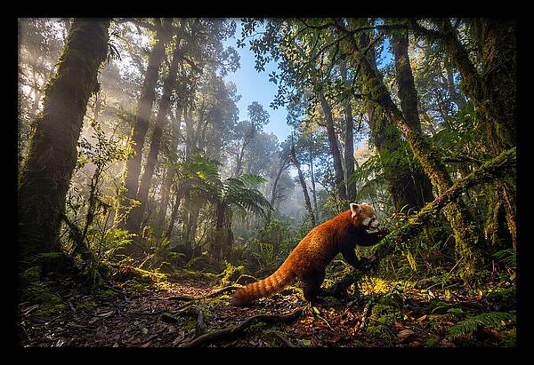 Foraging Red Panda In Misty Forest