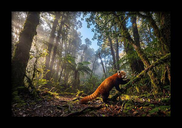 Foraging Red Panda In Misty Forest