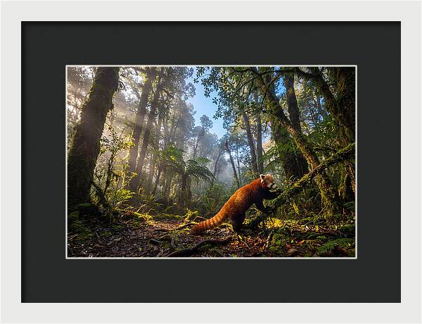 Foraging Red Panda In Misty Forest