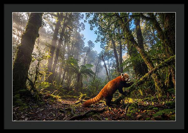 Foraging Red Panda In Misty Forest