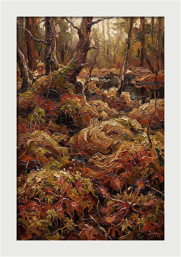 Forest Bog With Sphagnum Moss