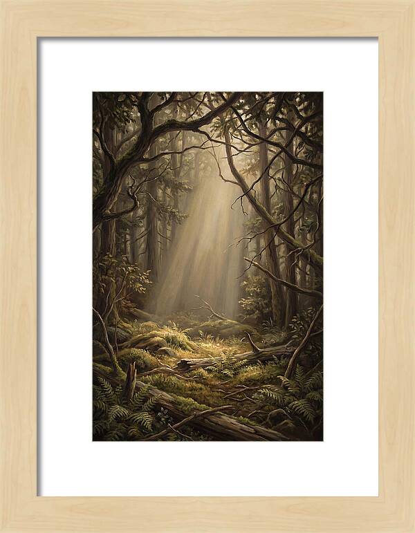 Forest Clearing With Shaft Of Light