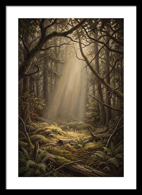 Forest Clearing With Shaft Of Light
