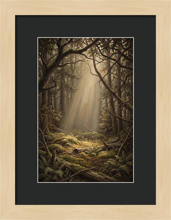 Forest Clearing With Shaft Of Light