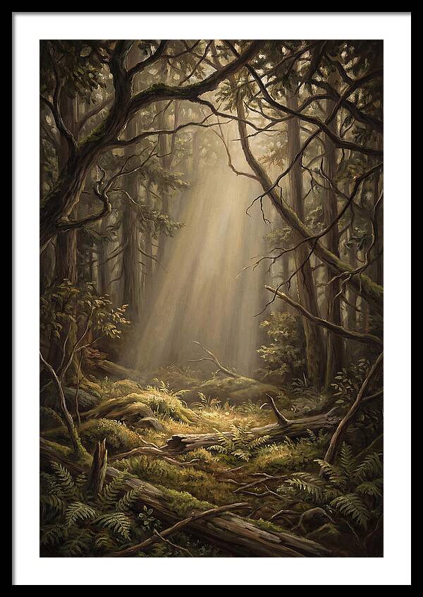 Forest Clearing With Shaft Of Light