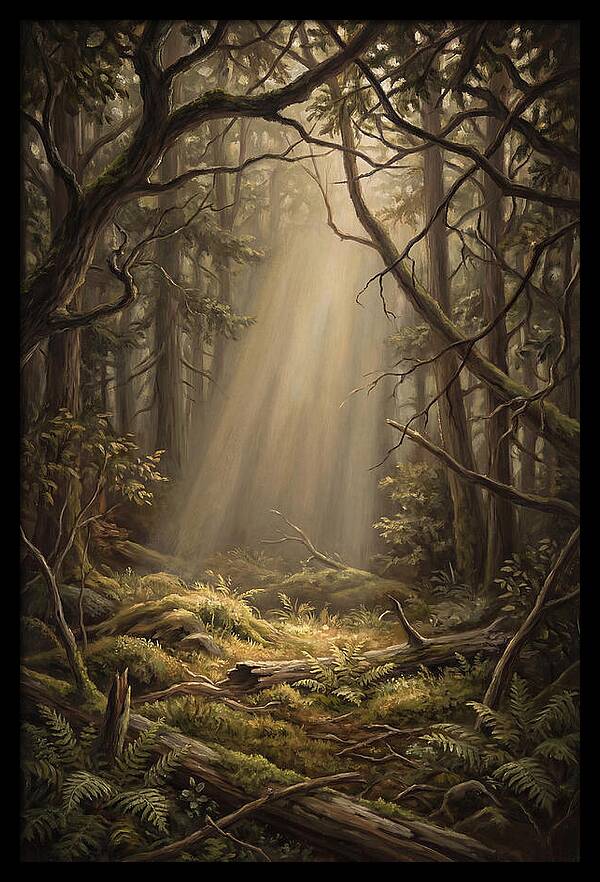 Forest Clearing With Shaft Of Light