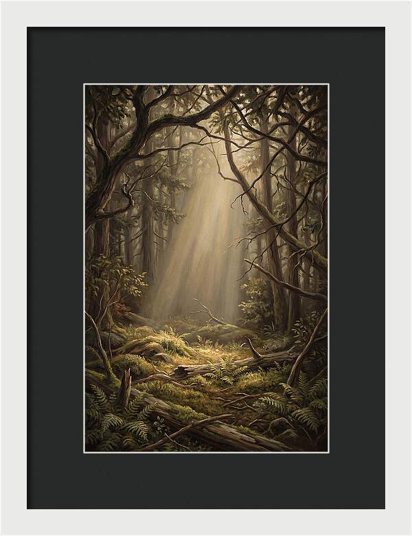 Forest Clearing With Shaft Of Light