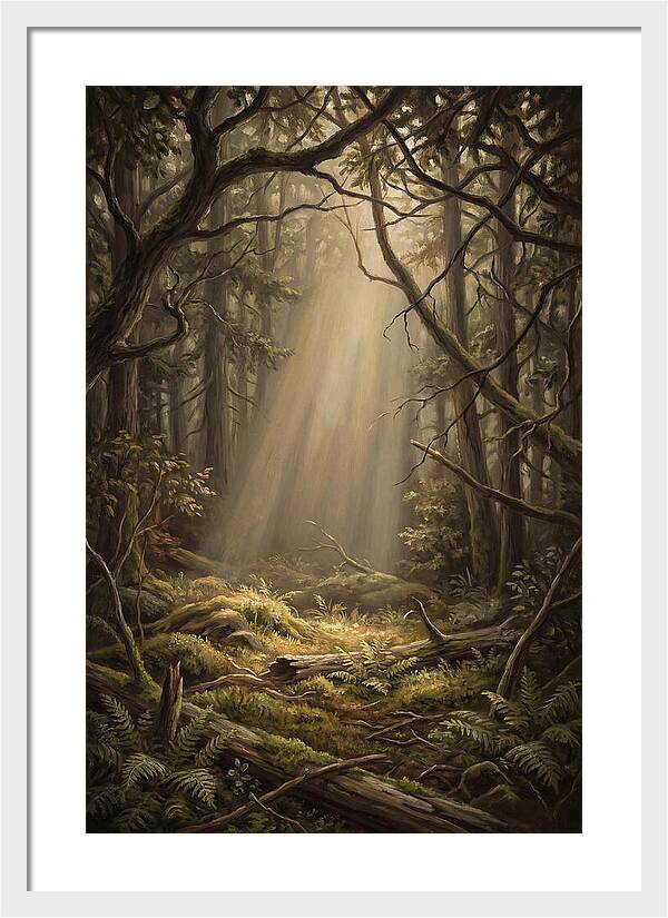 Forest Clearing With Shaft Of Light