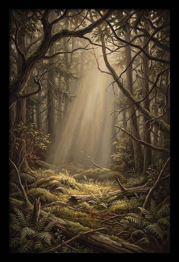 Forest Clearing With Shaft Of Light