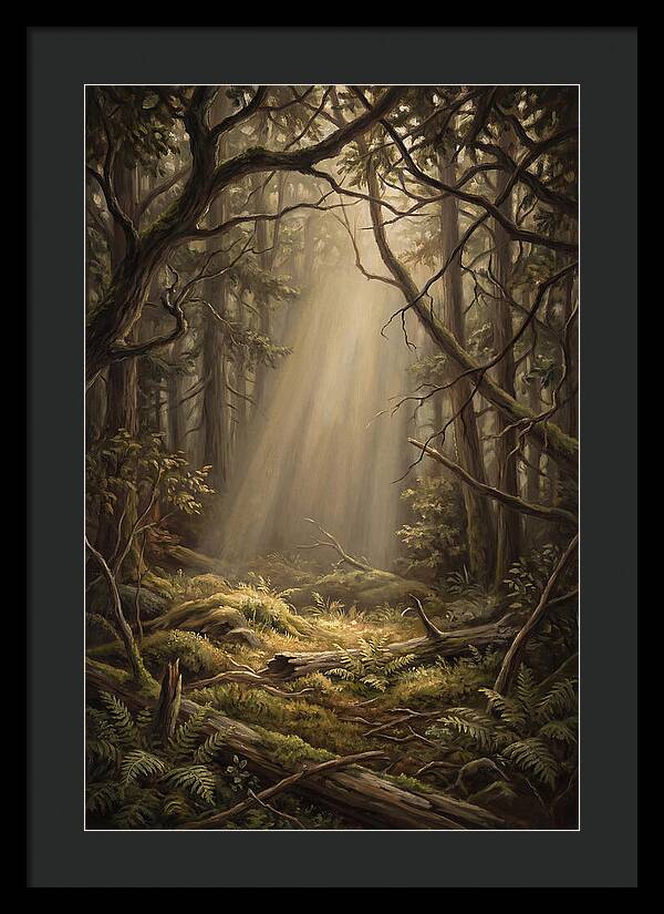 Forest Clearing With Shaft Of Light