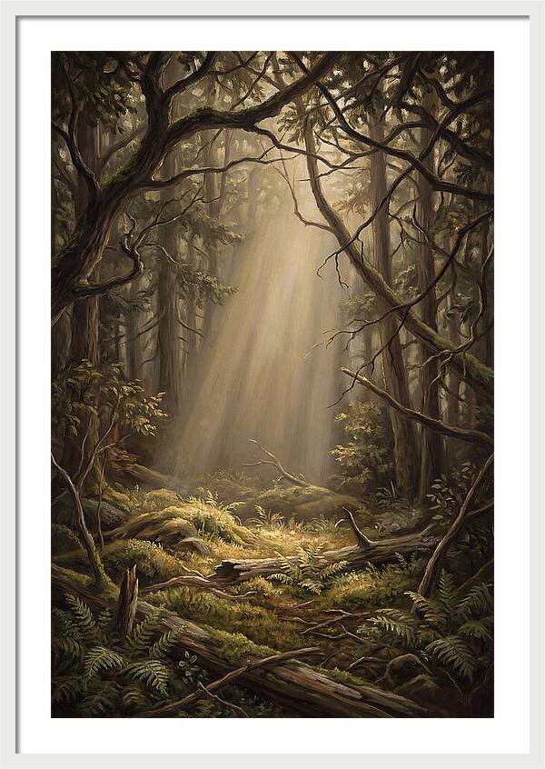 Forest Clearing With Shaft Of Light