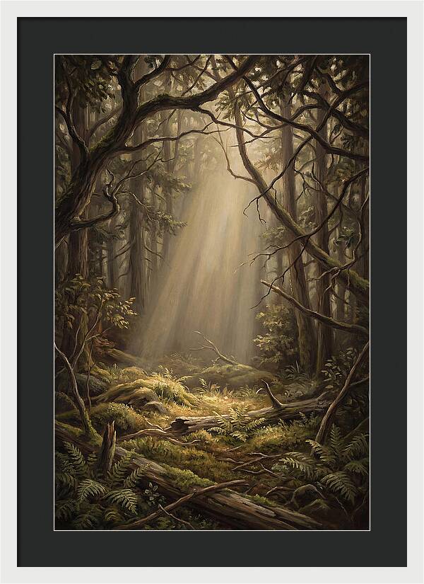 Forest Clearing With Shaft Of Light