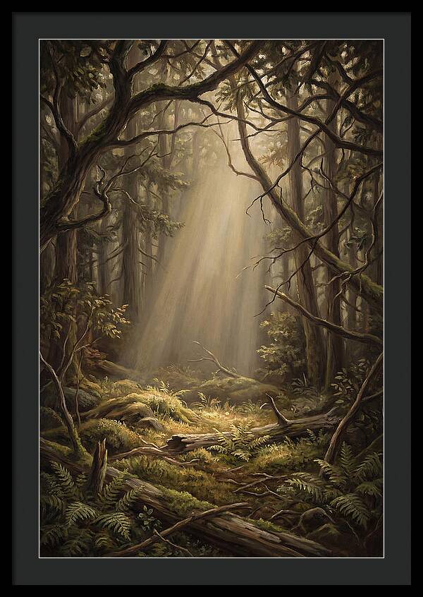 Forest Clearing With Shaft Of Light