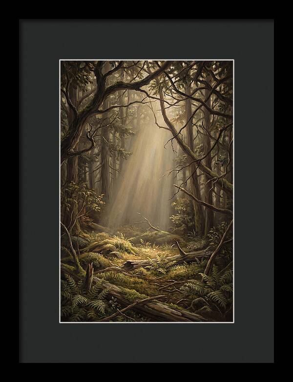 Forest Clearing With Shaft Of Light