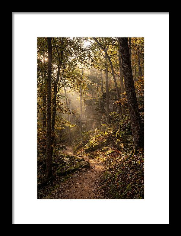 Forest Path Through Autumn Light