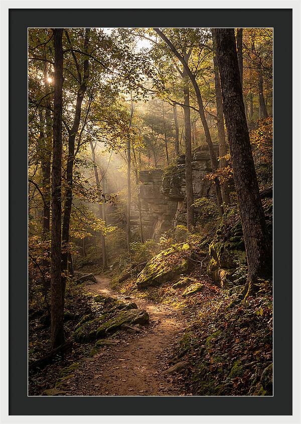 Forest Path Through Autumn Light