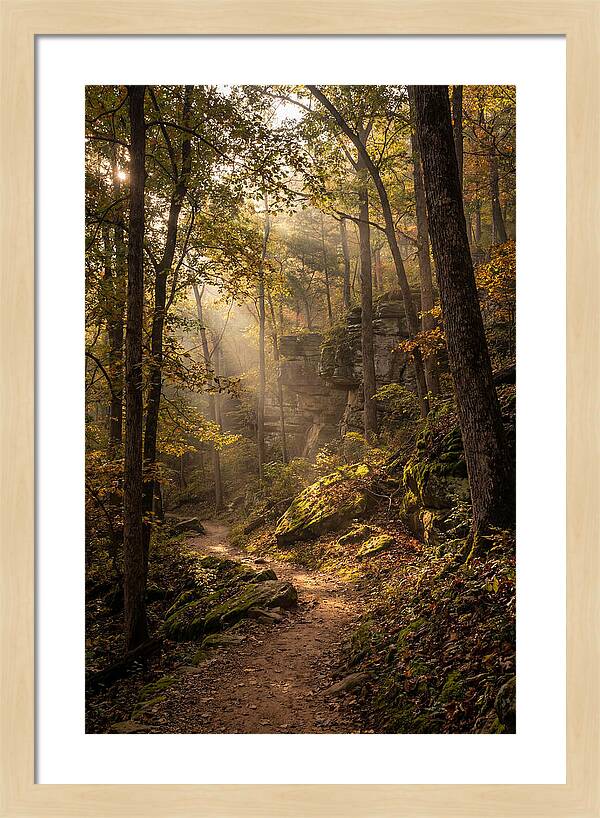 Forest Path Through Autumn Light