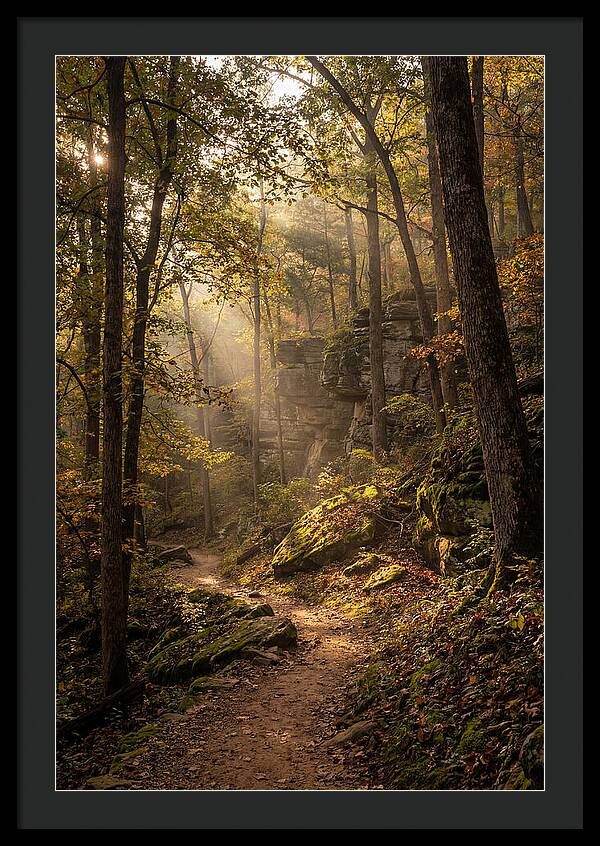 Forest Path Through Autumn Light