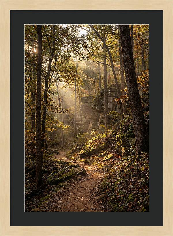 Forest Path Through Autumn Light