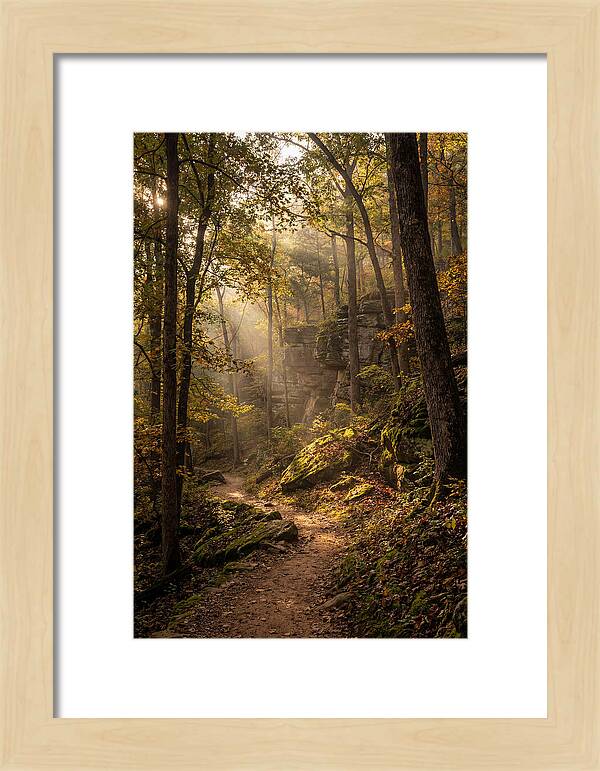 Forest Path Through Autumn Light