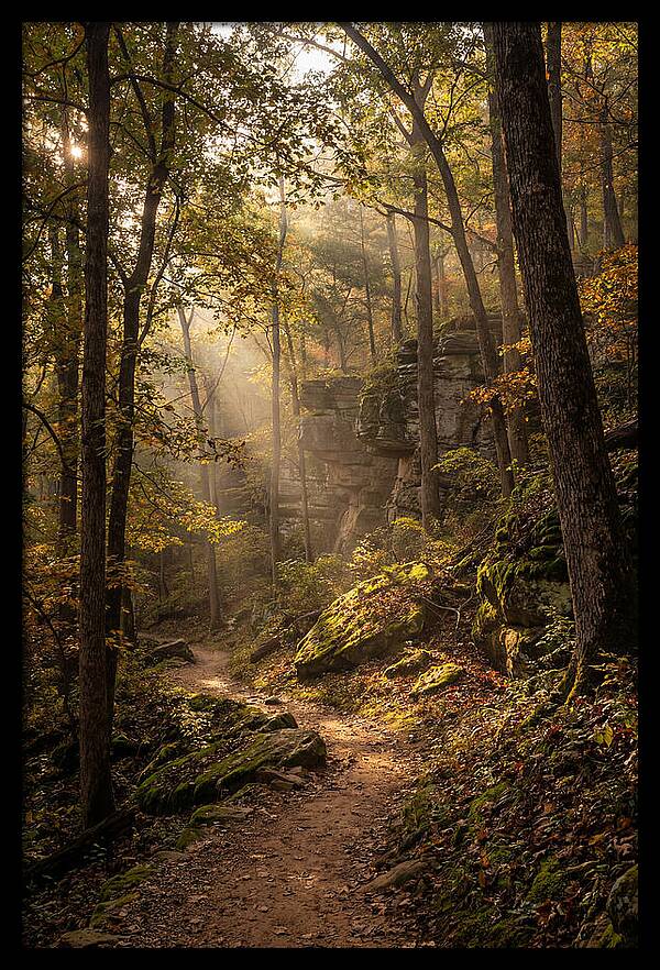 Forest Path Through Autumn Light