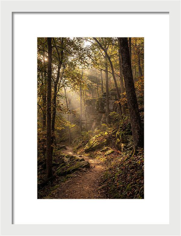 Forest Path Through Autumn Light