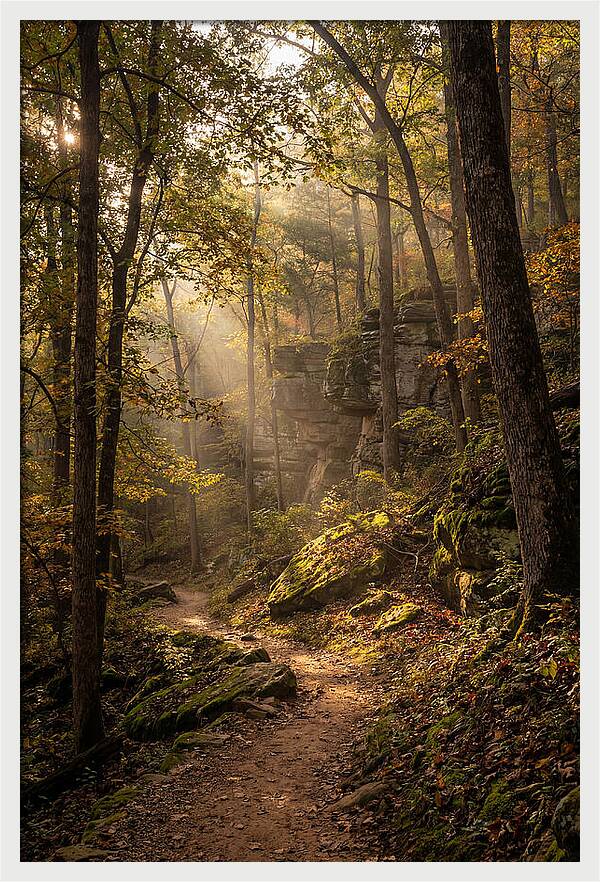 Forest Path Through Autumn Light
