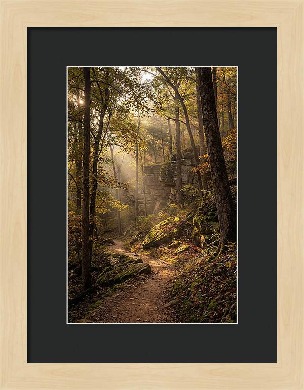 Forest Path Through Autumn Light
