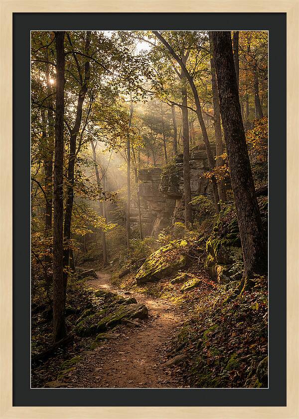 Forest Path Through Autumn Light