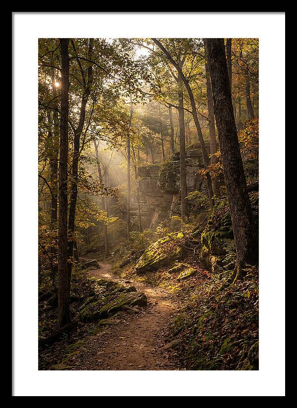 Forest Path Through Autumn Light