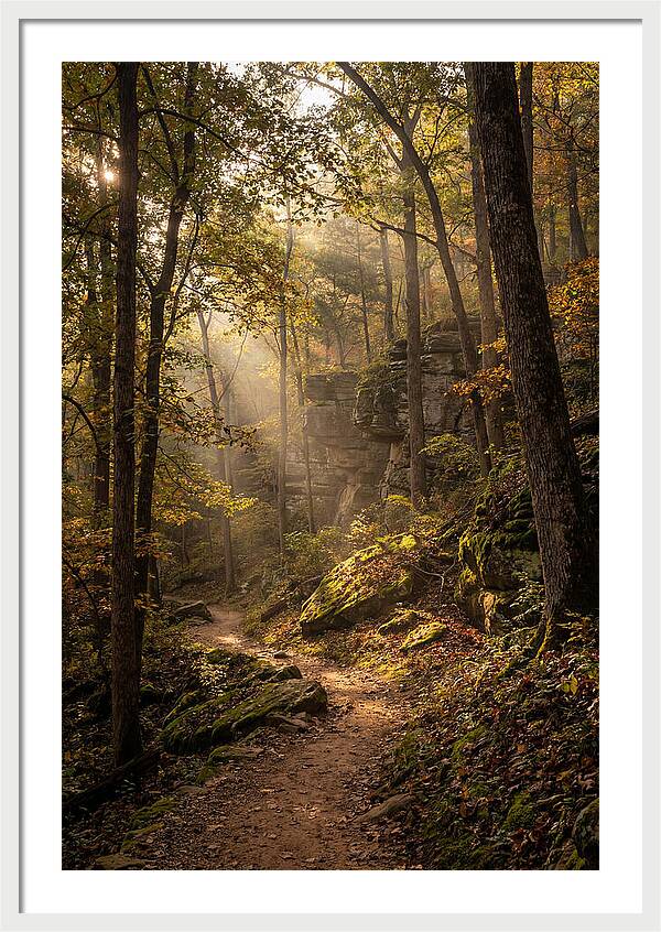 Forest Path Through Autumn Light