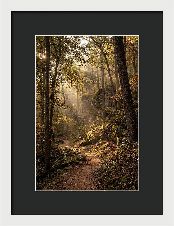 Forest Path Through Autumn Light
