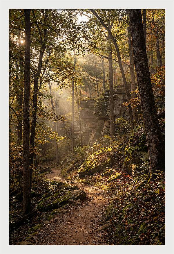 Forest Path Through Autumn Light