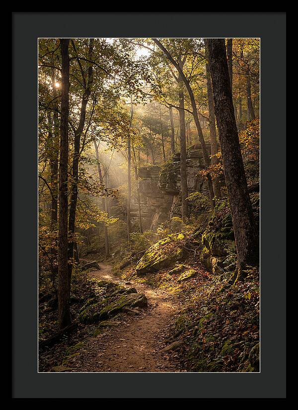 Forest Path Through Autumn Light
