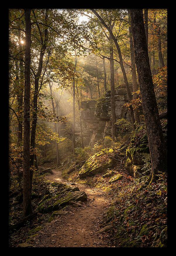Forest Path Through Autumn Light