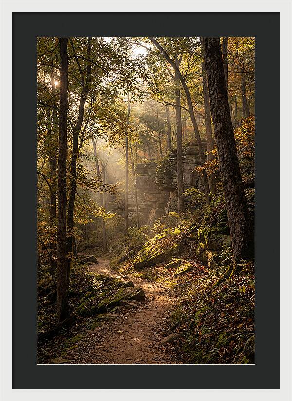 Forest Path Through Autumn Light
